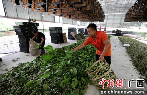 廣西融安縣種桑養蠶工廠化 結出脫貧致富繭，農作物種子經營助農增收