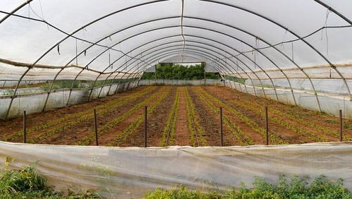 低成本高回報 農作物種子經營，年賺六萬不是夢