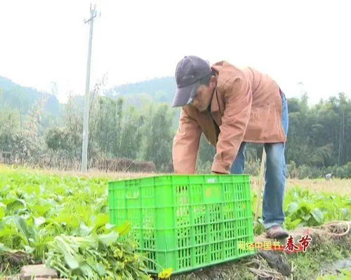 新春走基層 | 高要農技員田間解民憂 農作物生病不用愁，種子經營保豐收