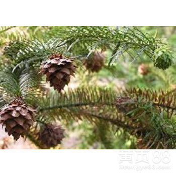 速生杉樹種子的市場價格與育苗技術詳解